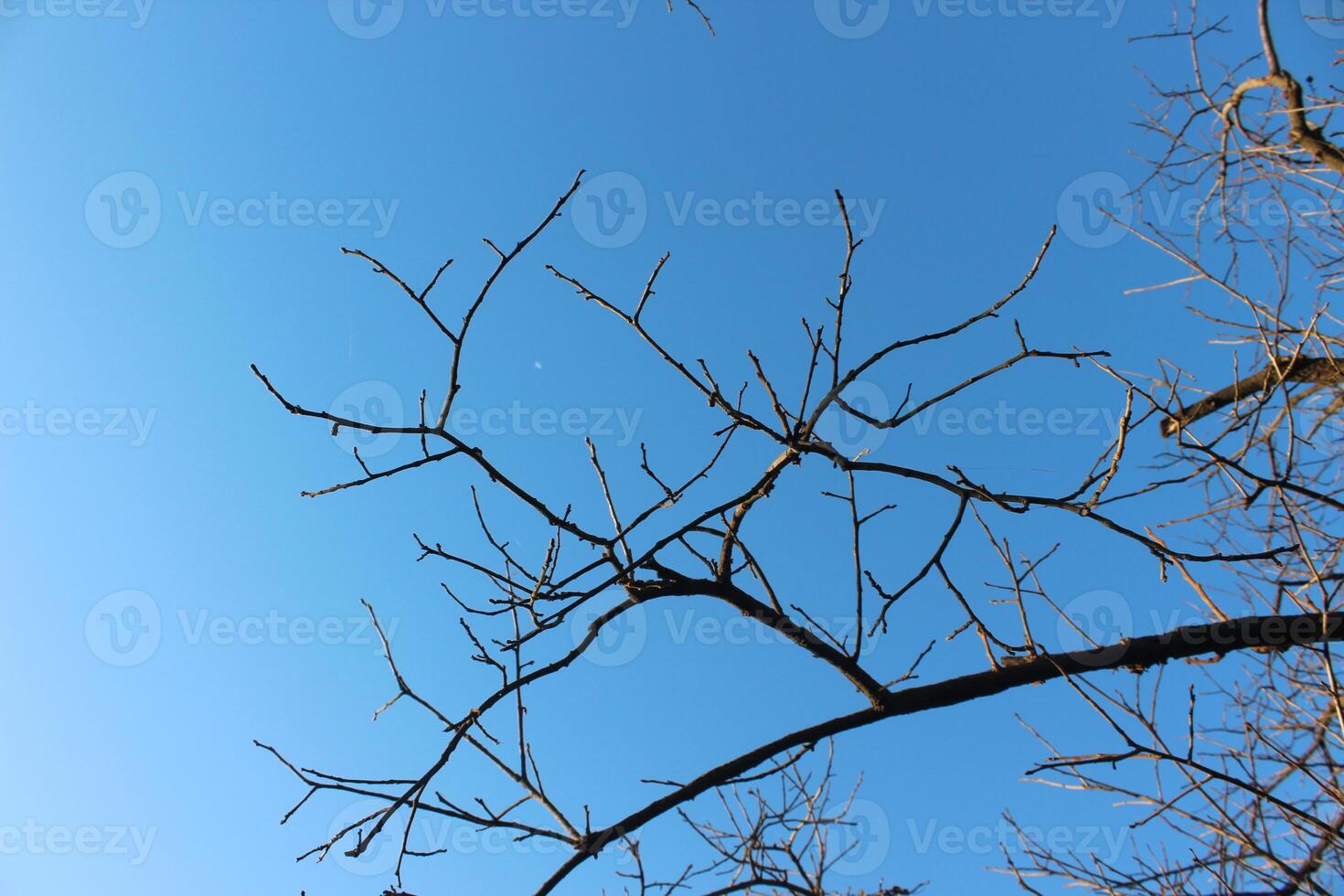 A tree with no leaves and a blue sky photo