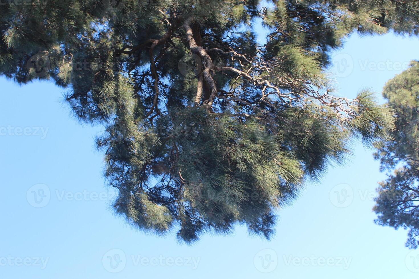 A large tree with a large branch and a small branch photo