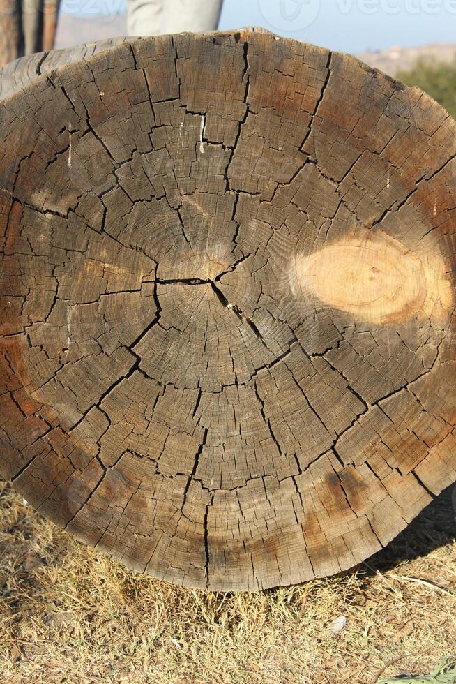 A large tree trunk photo