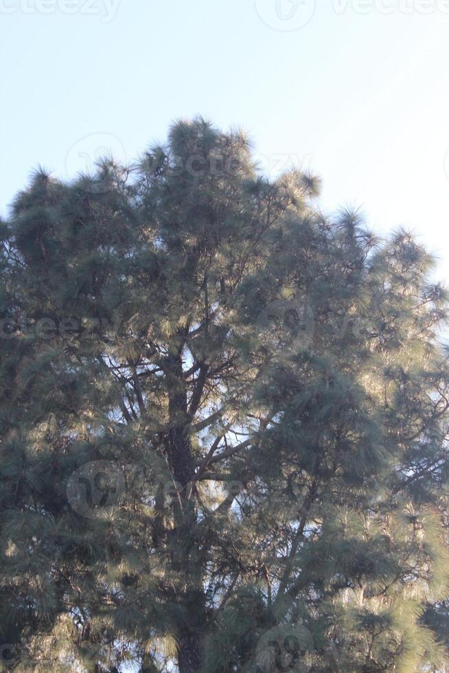 A large tree with a bird flying above it photo