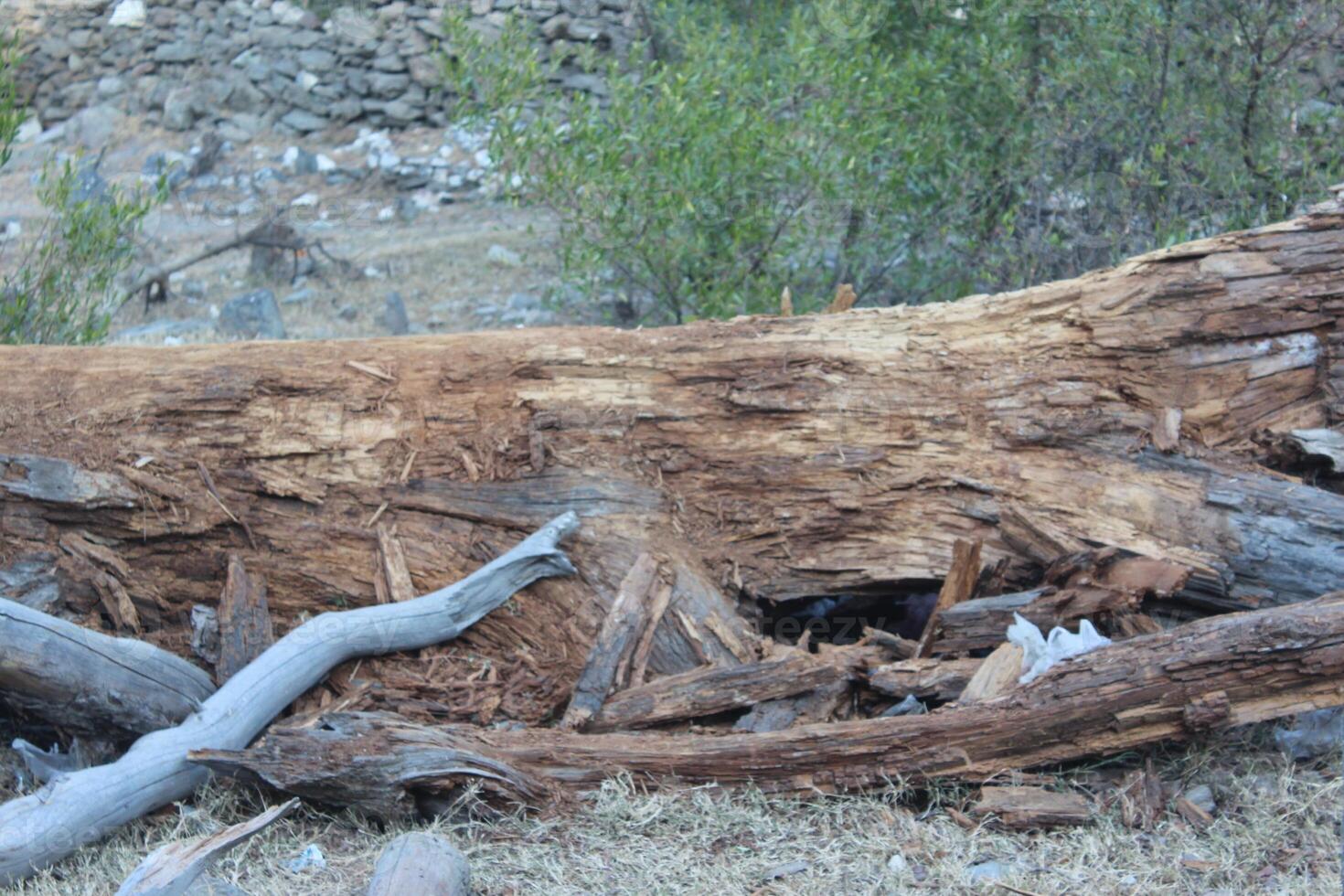 A large tree trunk photo