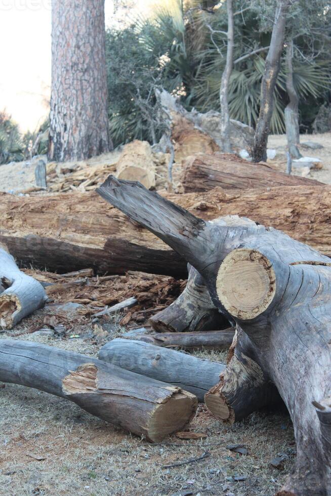 A fallen tree with a broken branch photo