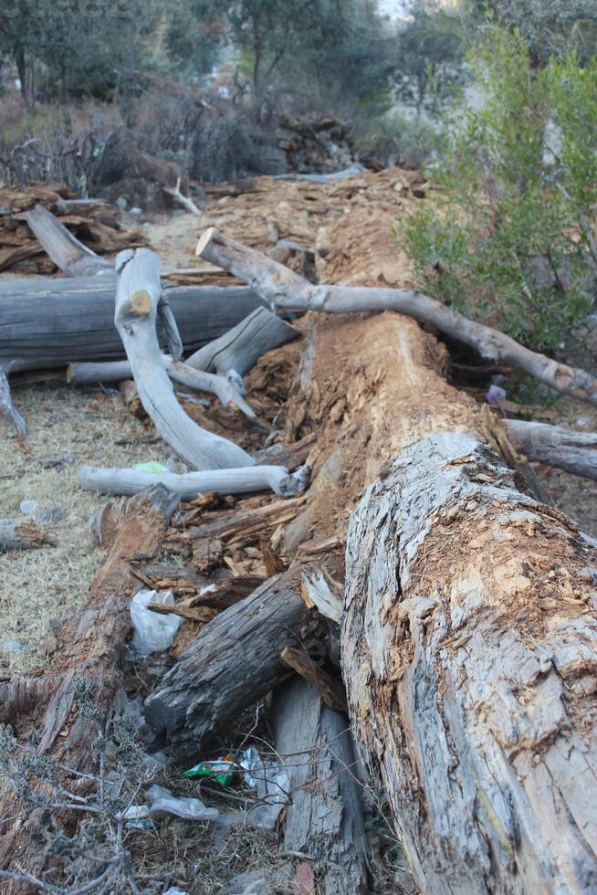A fallen tree with a broken branch and a broken bottle photo