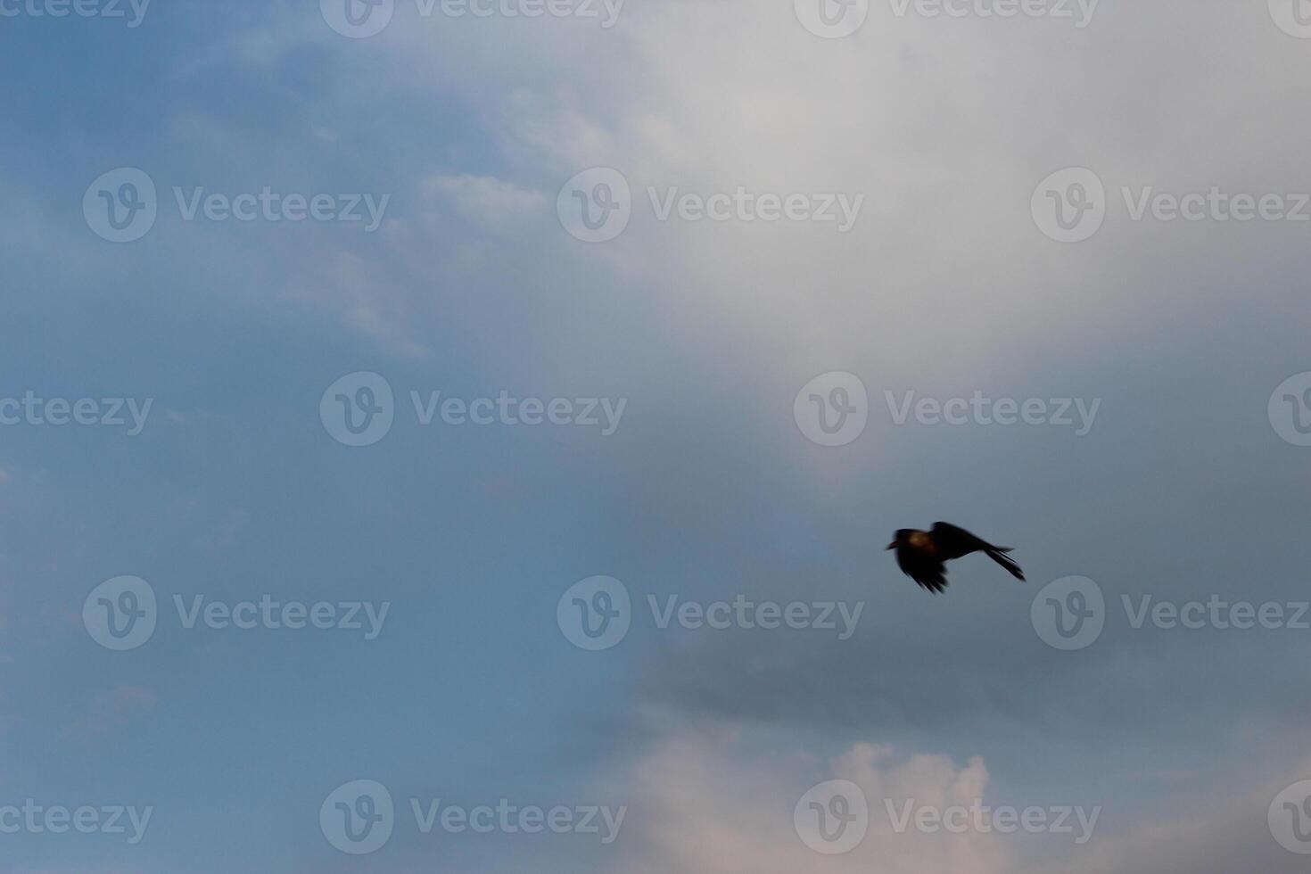 A bird flying in the sky photo