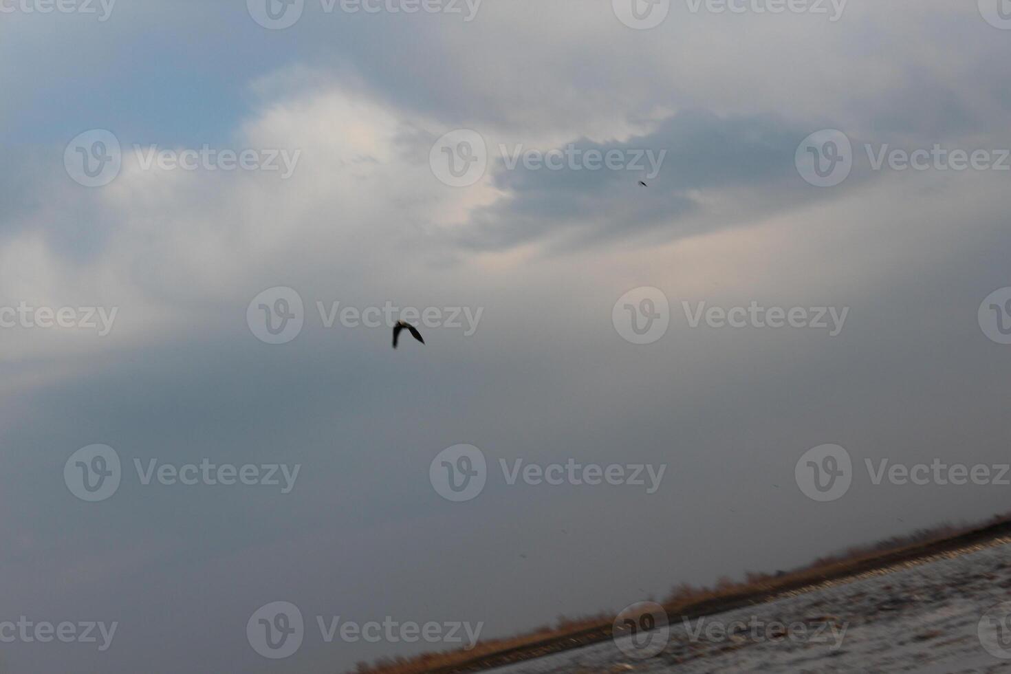 A bird flying in the sky photo