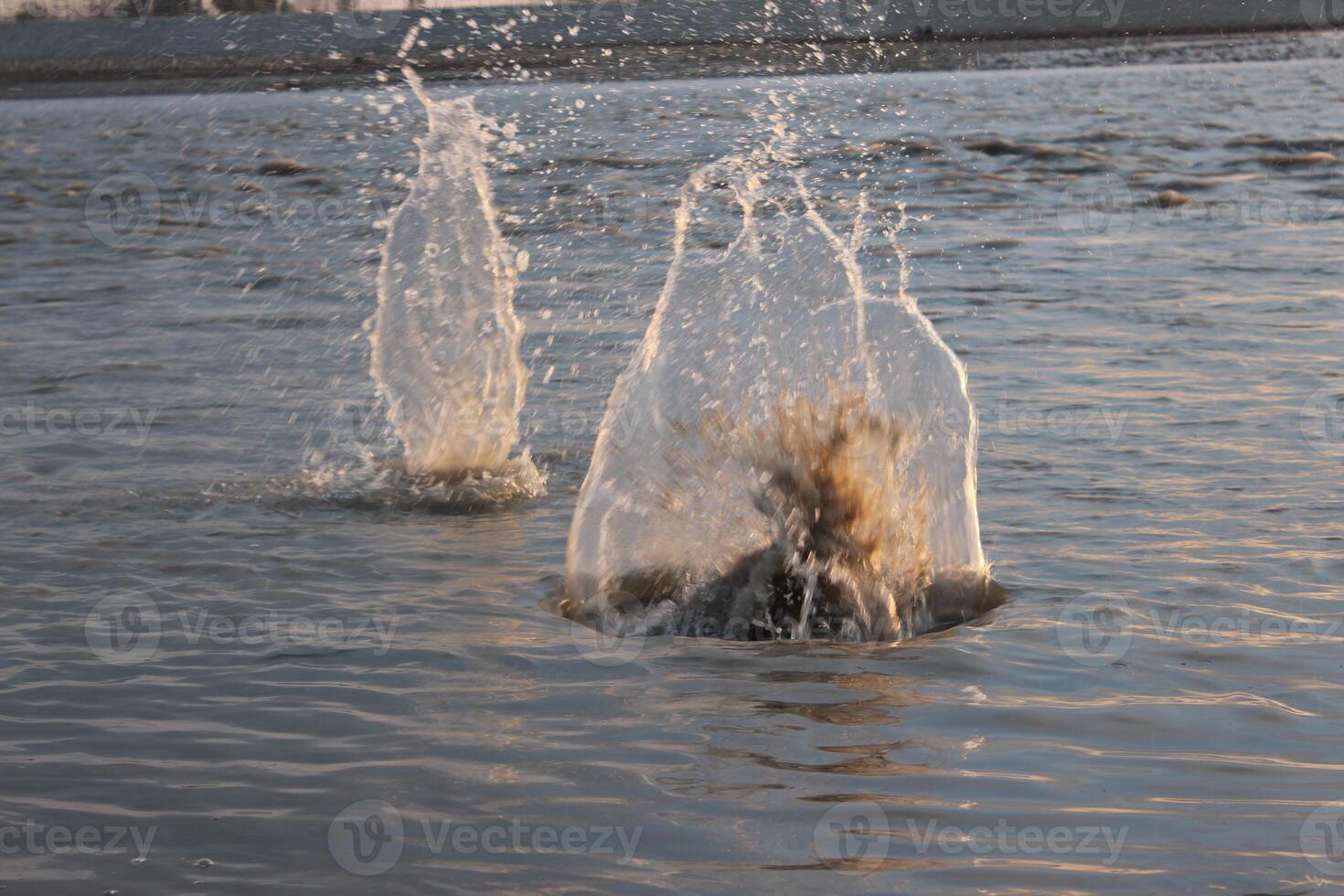 A man is throwing a ball into the water photo