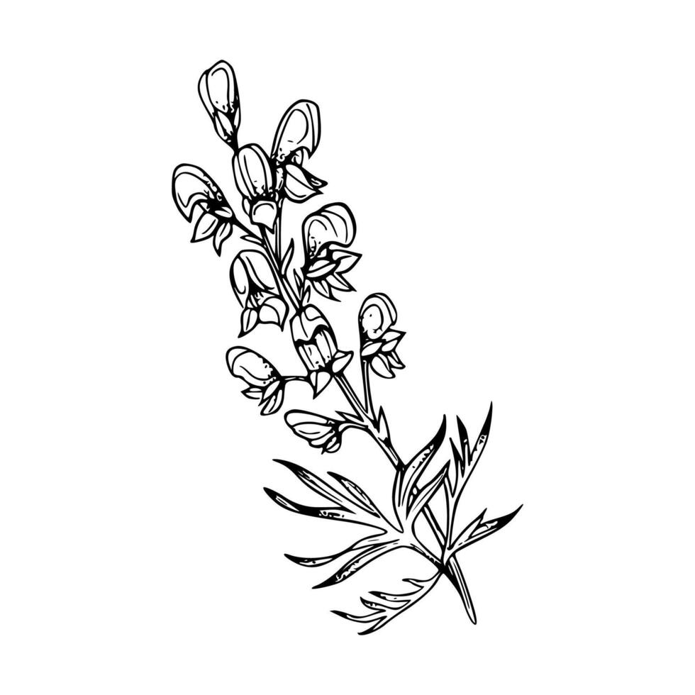 A drawing of a lupine flower vector