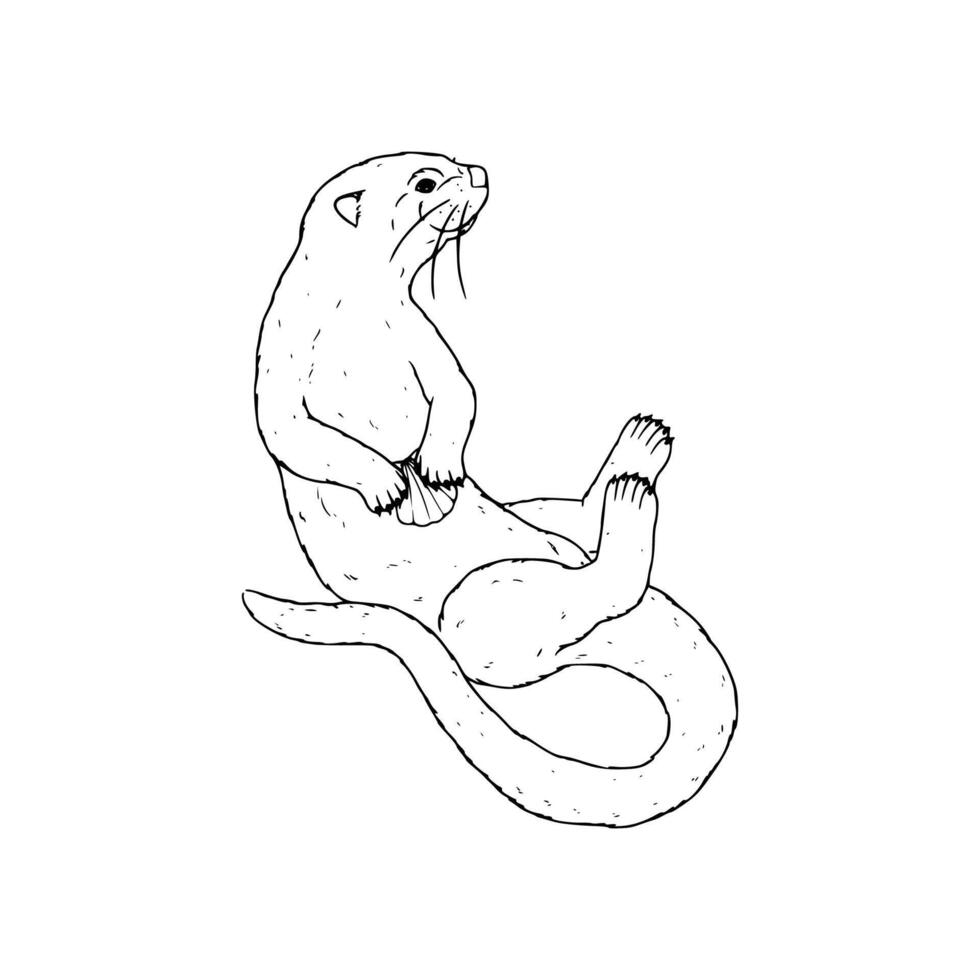 An otter is sitting on its back in this drawing vector