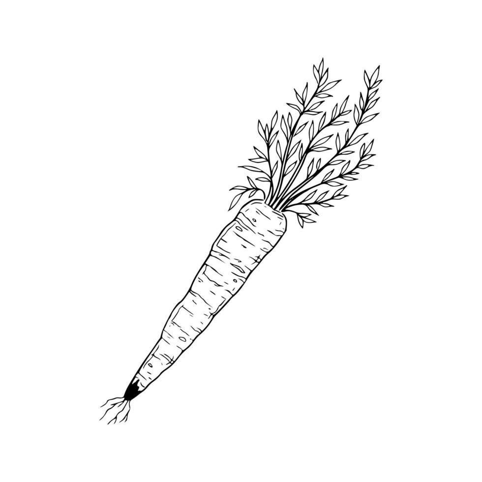 A drawing of a carrot on a white background vector