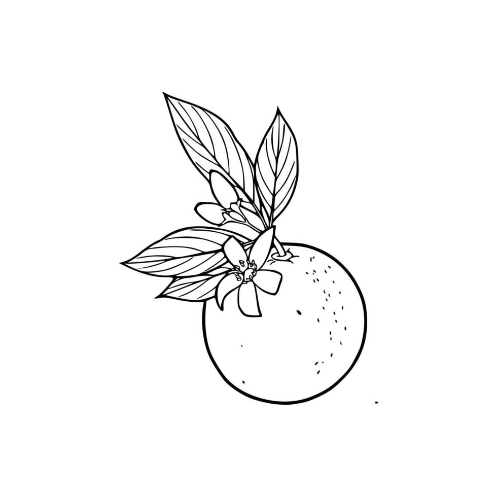 An orange with leaves and flowers is shown in this drawing vector