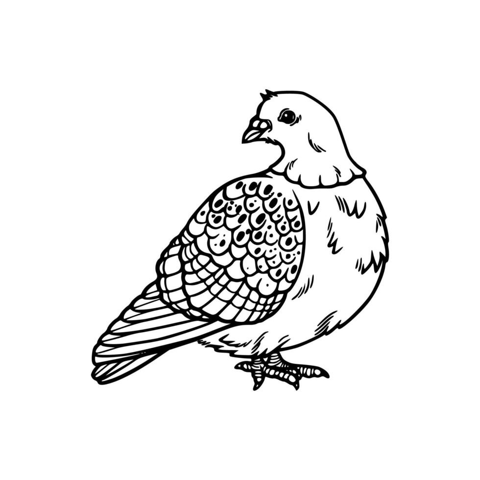 A black and white drawing of a pigeon vector
