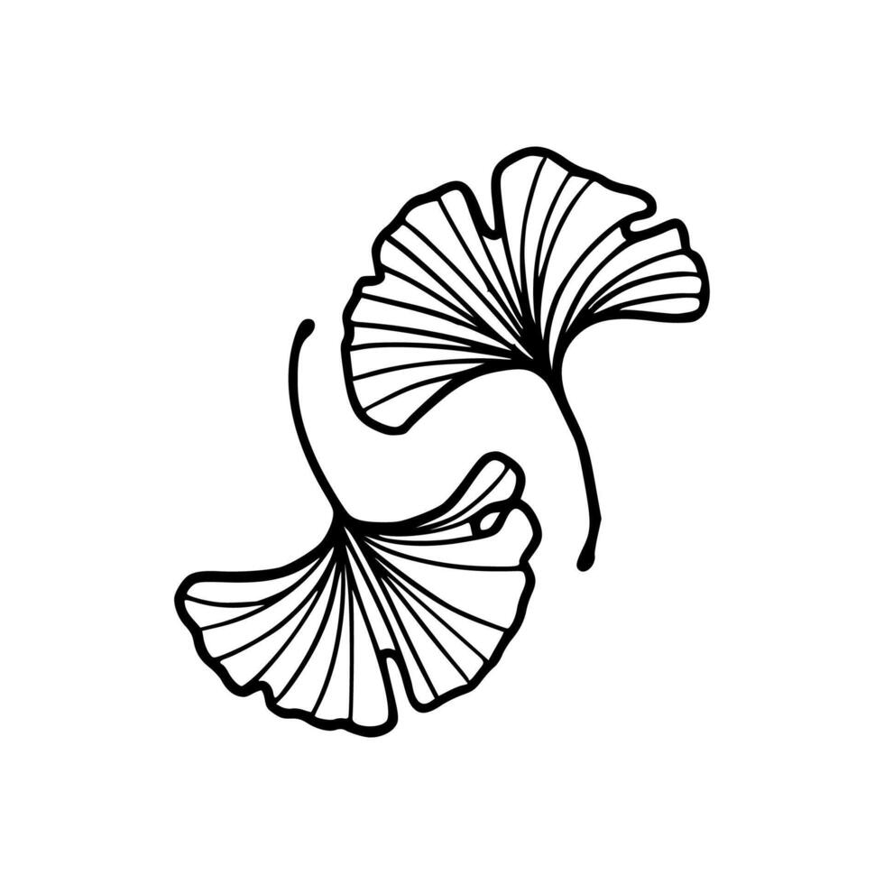 Ginkgo leaves illustration vector