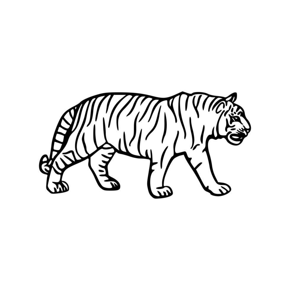 A tiger is standing in a line drawing vector