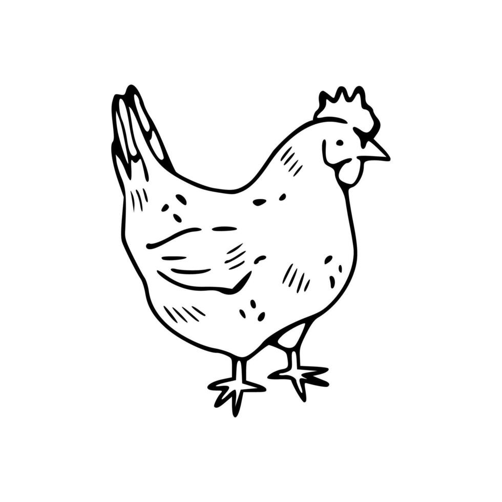 A drawing of a chicken on a white background vector