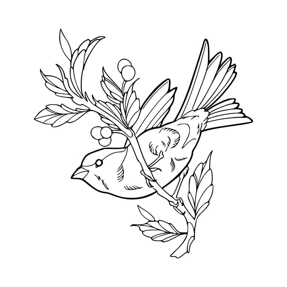 A bird sitting on a branch with berries coloring page vector