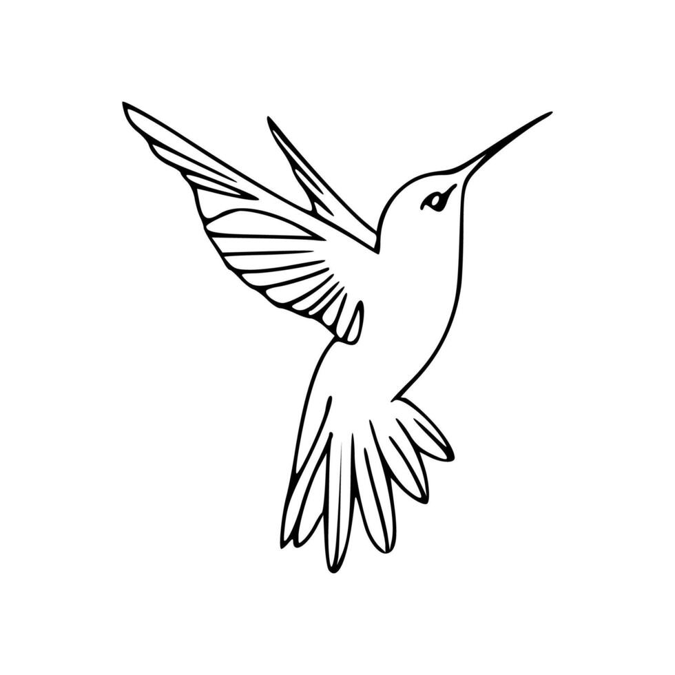 Hummingbird coloring pages vector