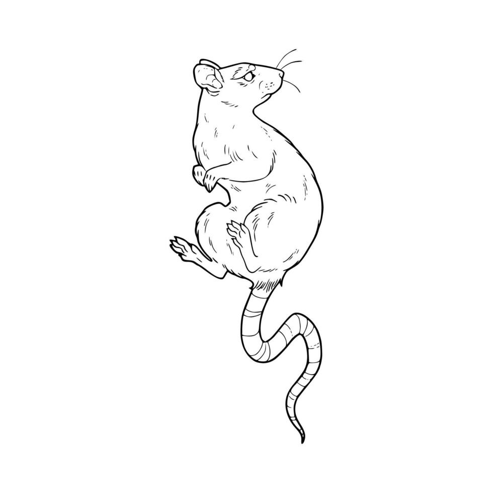 A rat is standing on its hind legs coloring page vector