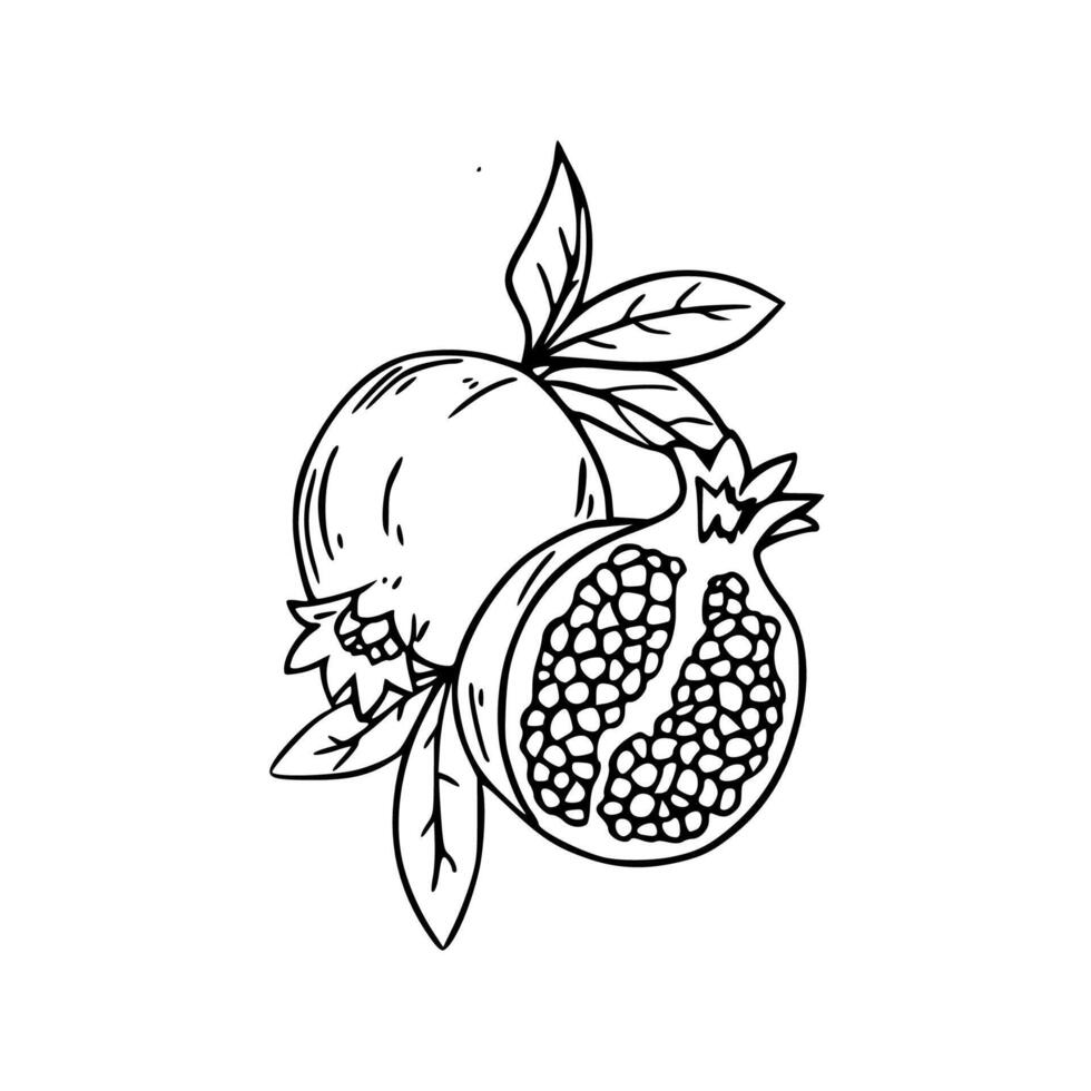 Pomegranate coloring pages vector