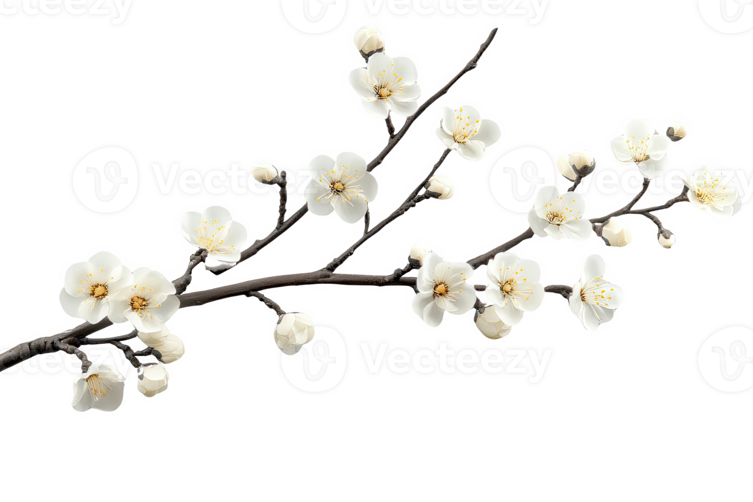 A branch with white flowers on it png