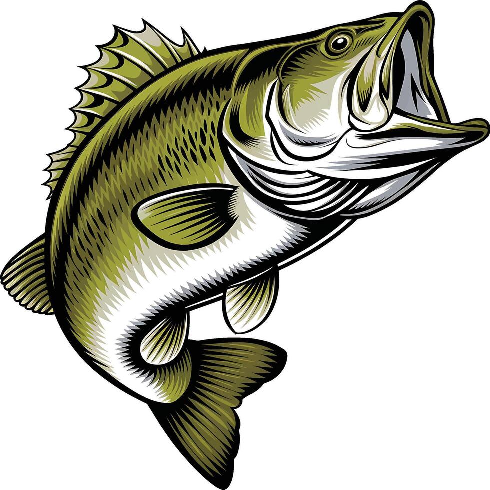 Fetching Bass fish illustration vector