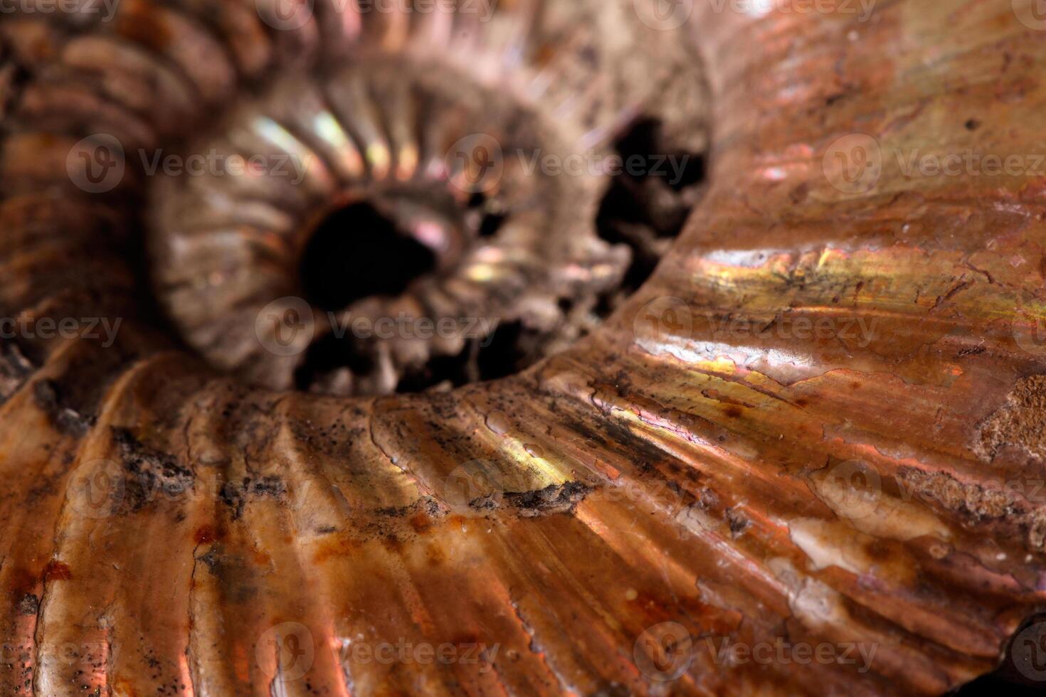 Macro mineral stone Ammonite shell on a black background close up photo