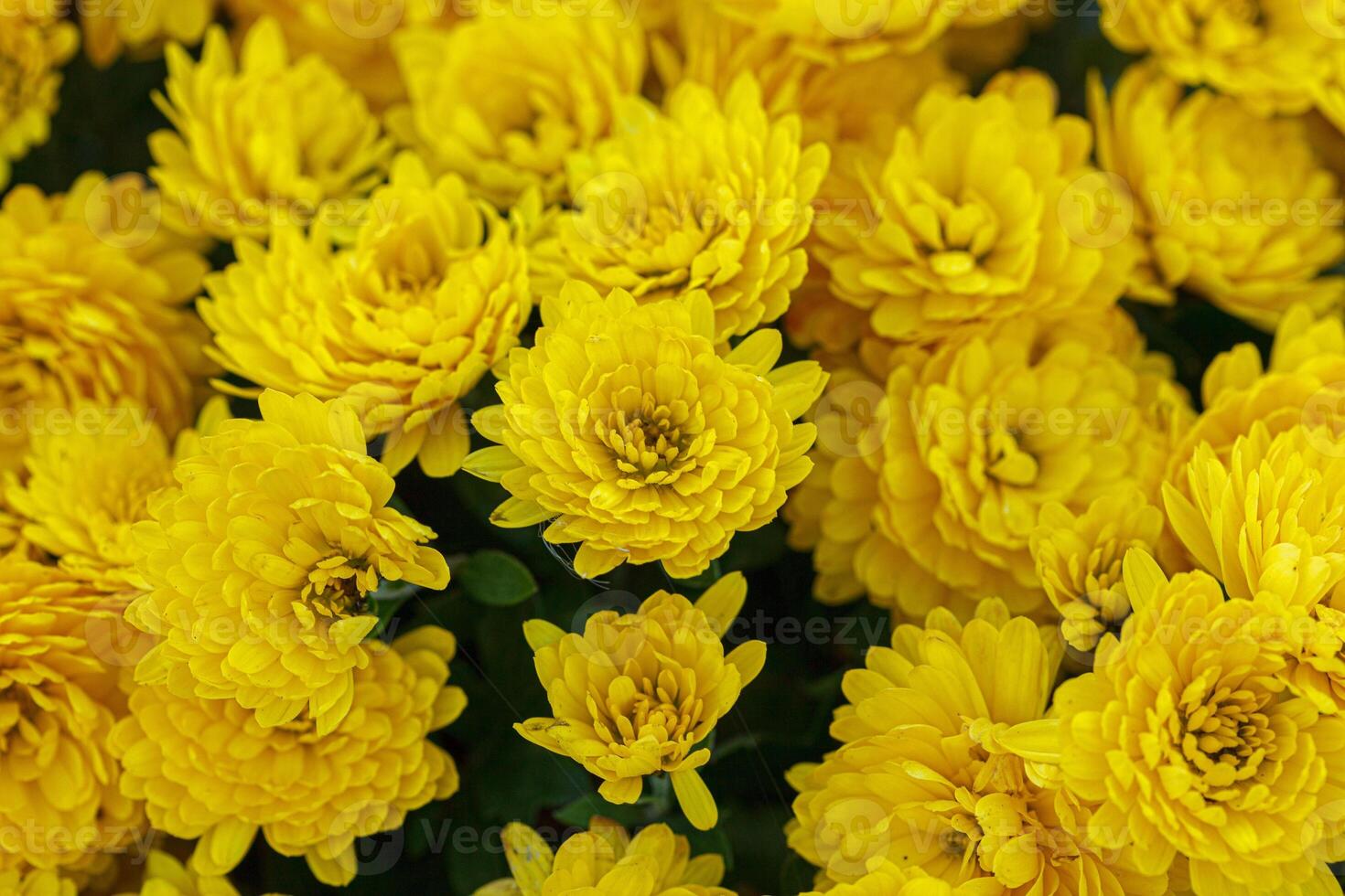 bushes of yellow chrysanthemum flowers photo