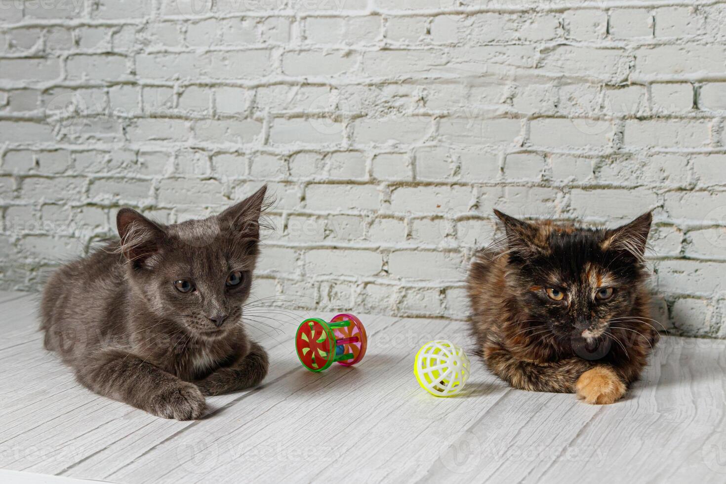 Beautiful couple of gray cat boy and girl on a brick wall background close up photo