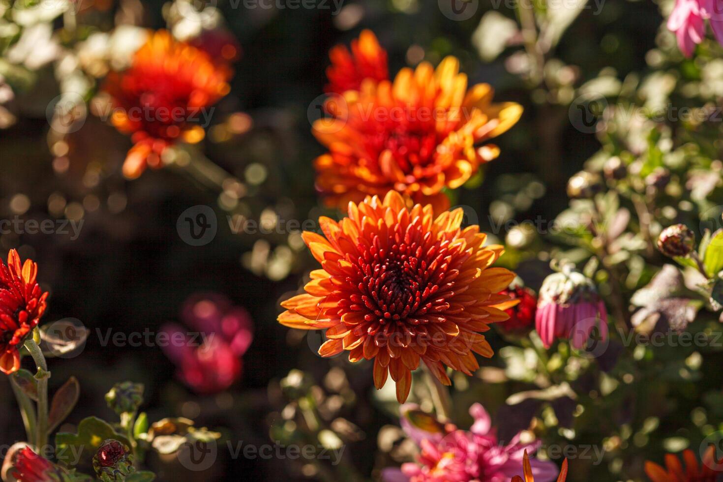 beautiful bushes of chrysanthemum flowers orange colors close up photo