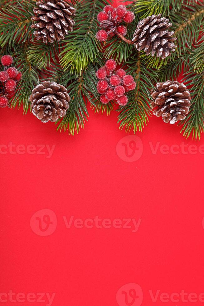 Christmas tree branches with cones on a red background close up photo