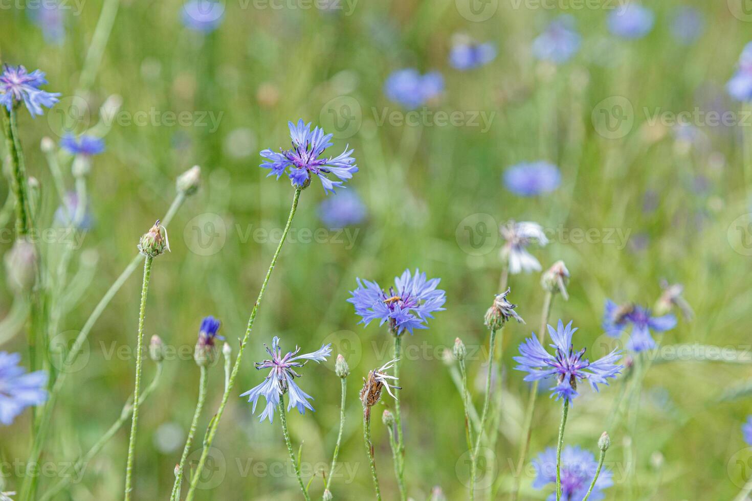 Beautiful field with cornflowers close up photo