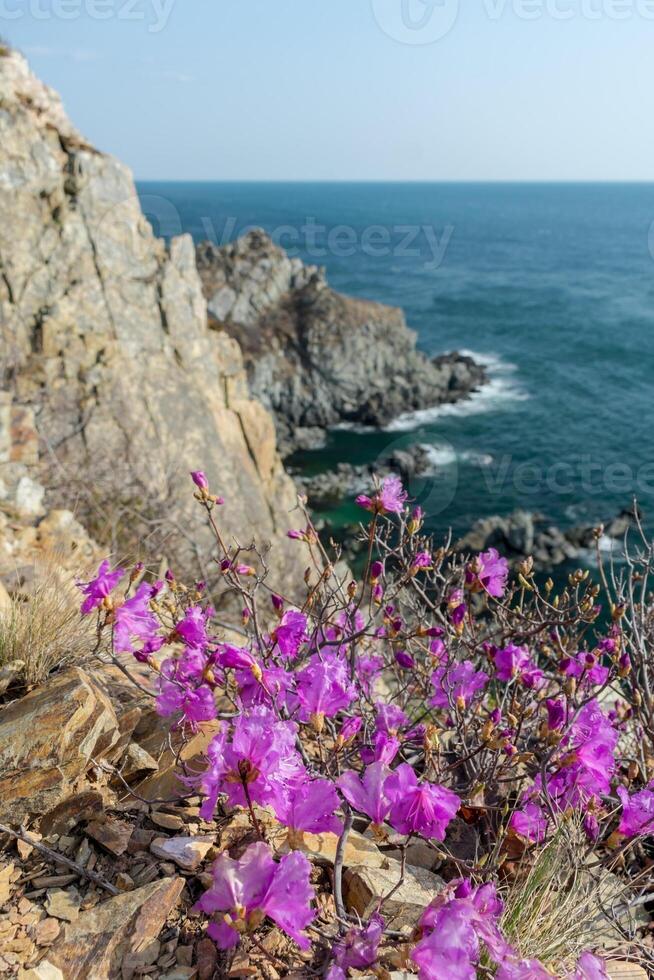 Bright pink rhododendron on top of a cliff above the sea.. Asian rhododendron. Rhododendron on the Pacific Ocean coast. photo