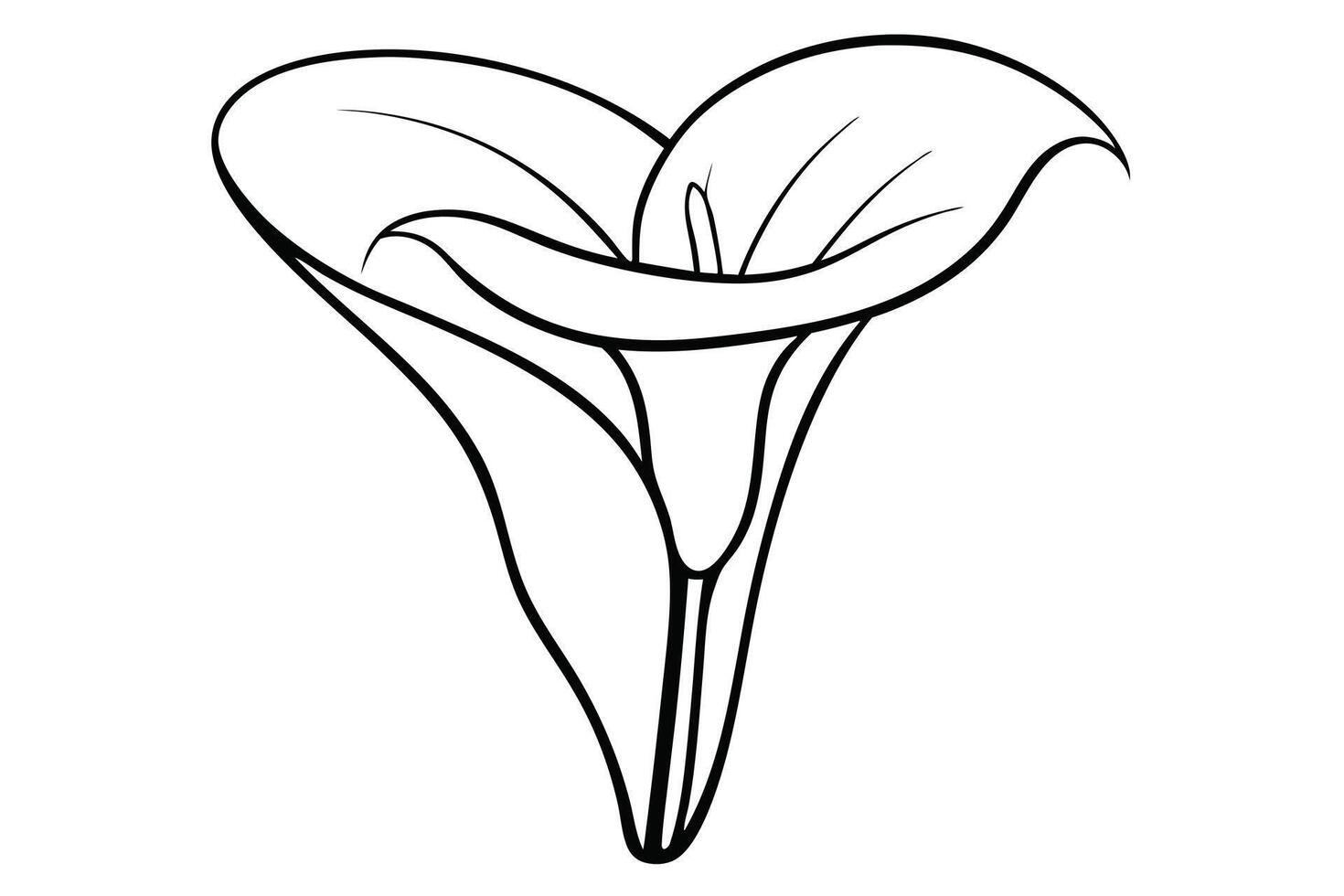 A Line Art Illustration of a Calla Lily vector