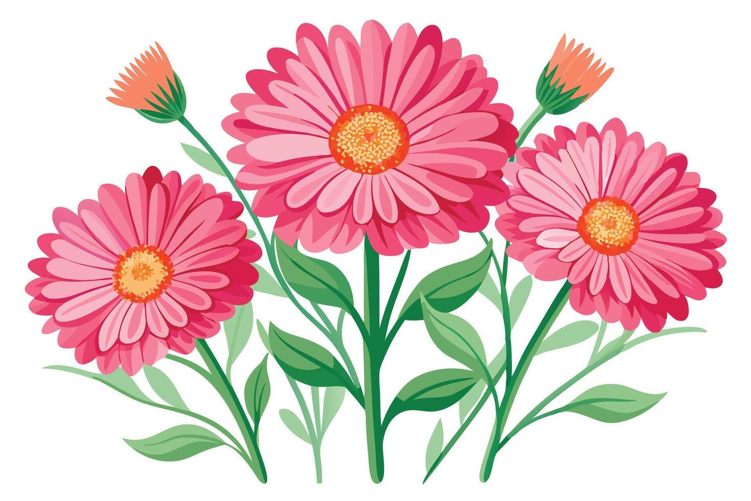 Vibrant Pink Daisies Bouquet Against a White Background vector