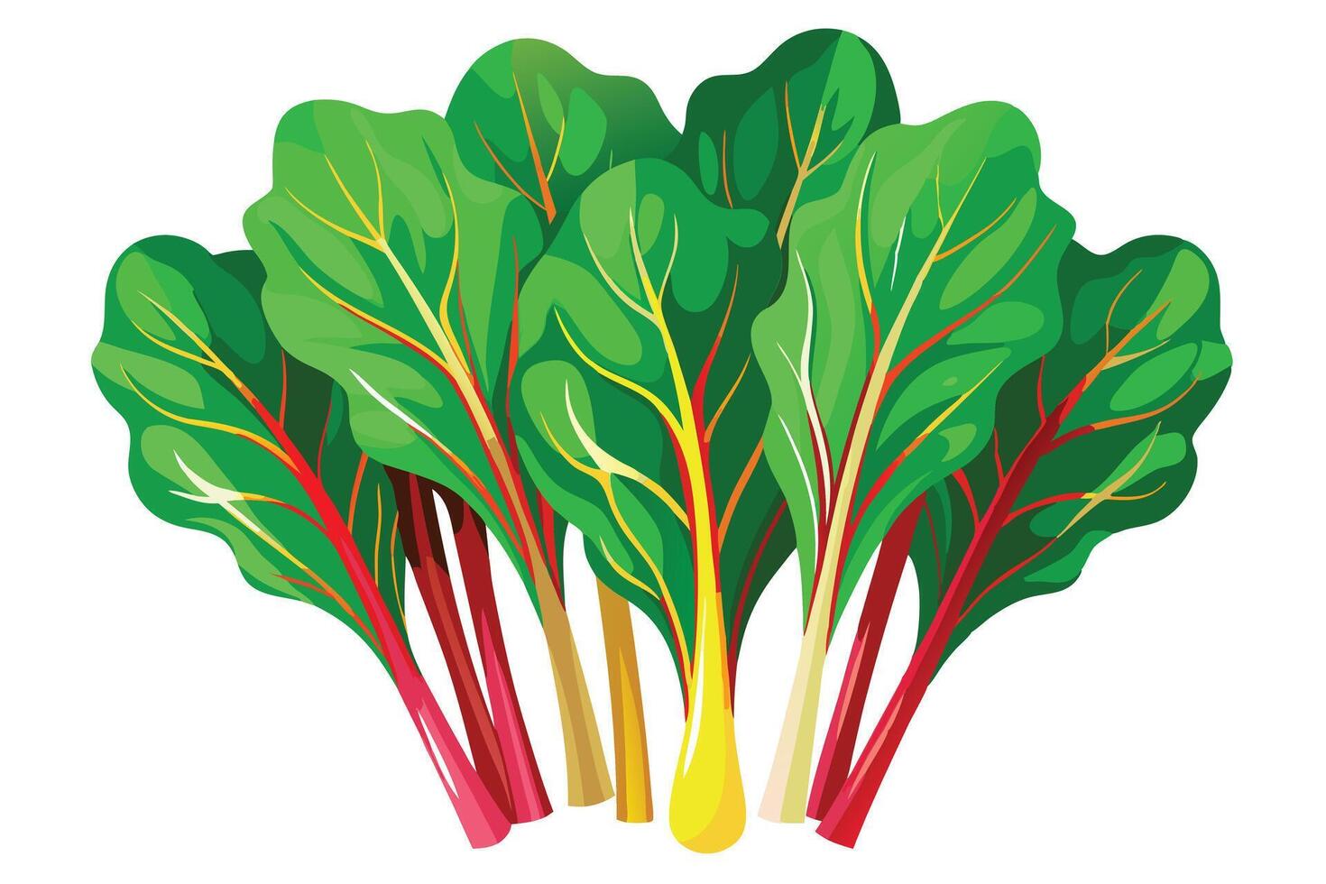 A Vibrant Swiss Chard Display, Ready for Culinary Use vector