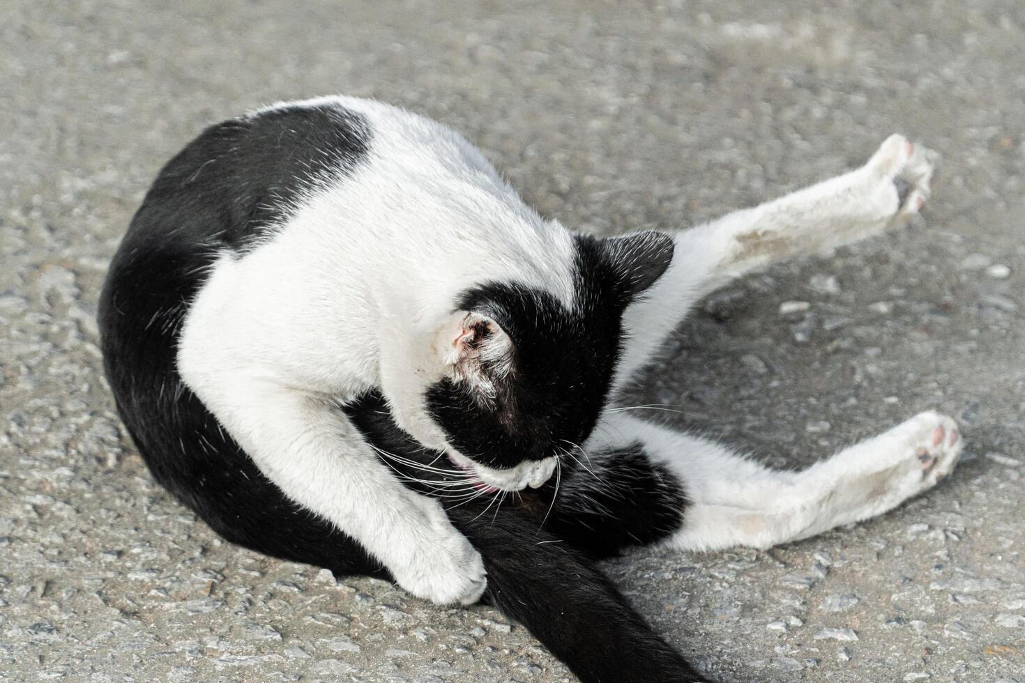 Black and White Cat Posing. photo
