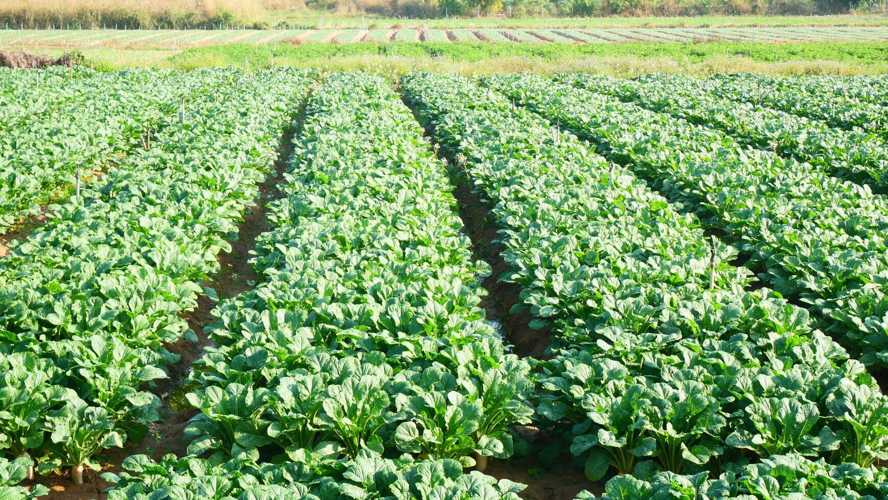 Lush Green Vegetable Plot Abundant with Radishes photo