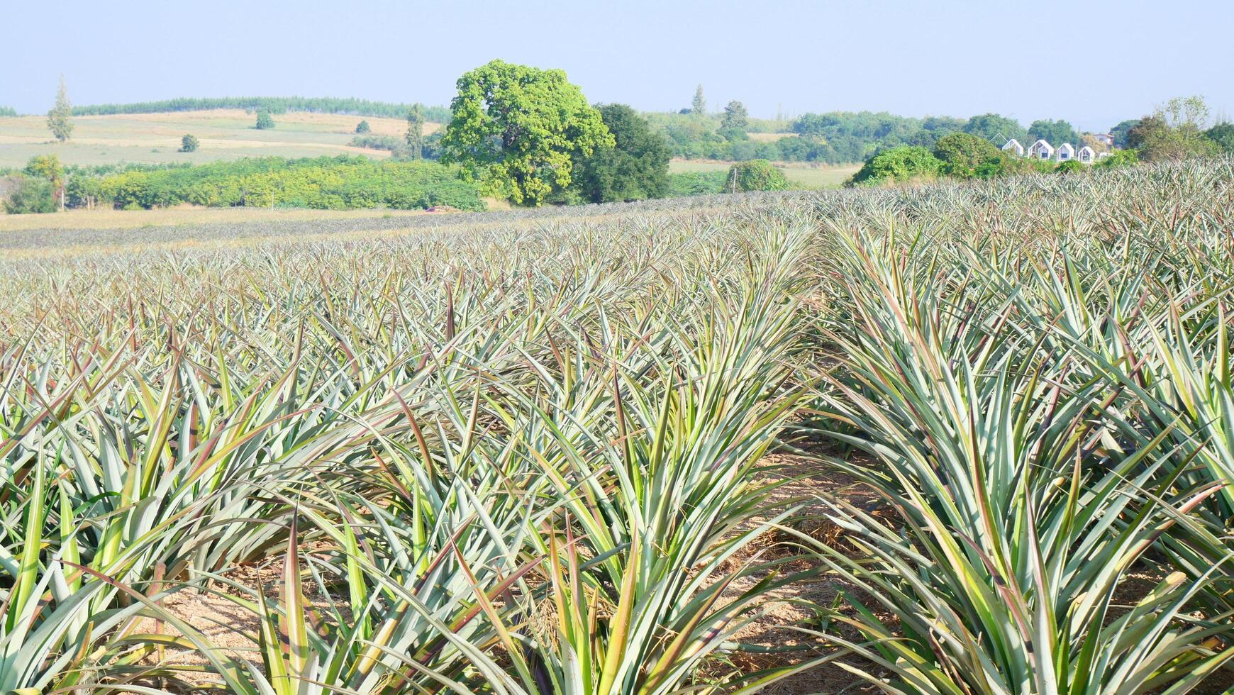 A pineapple farm in western Thailand photo