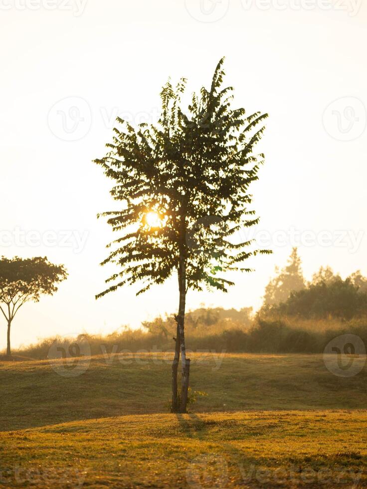 Towering trees at a beautiful sunrise. Silhouette of a large tree standing alone in a meadow in the early. photo