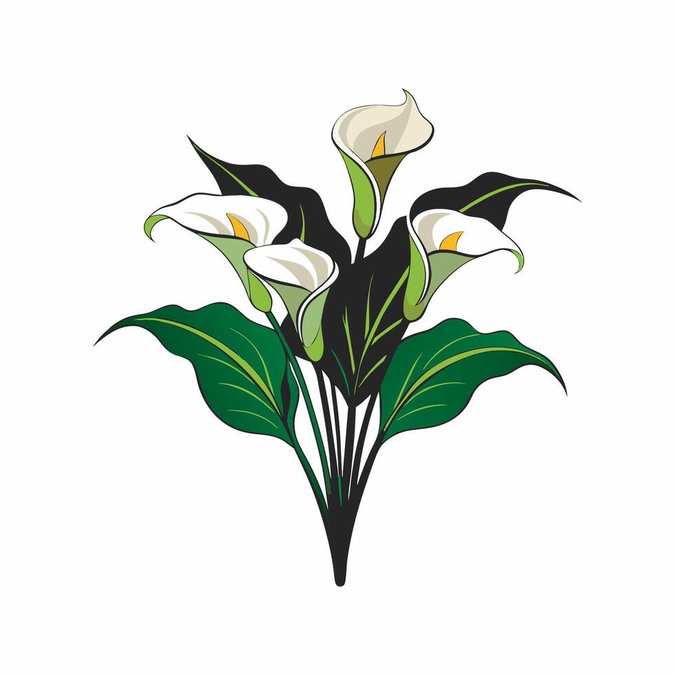 A bouquet of white calla lilies on a white background vector