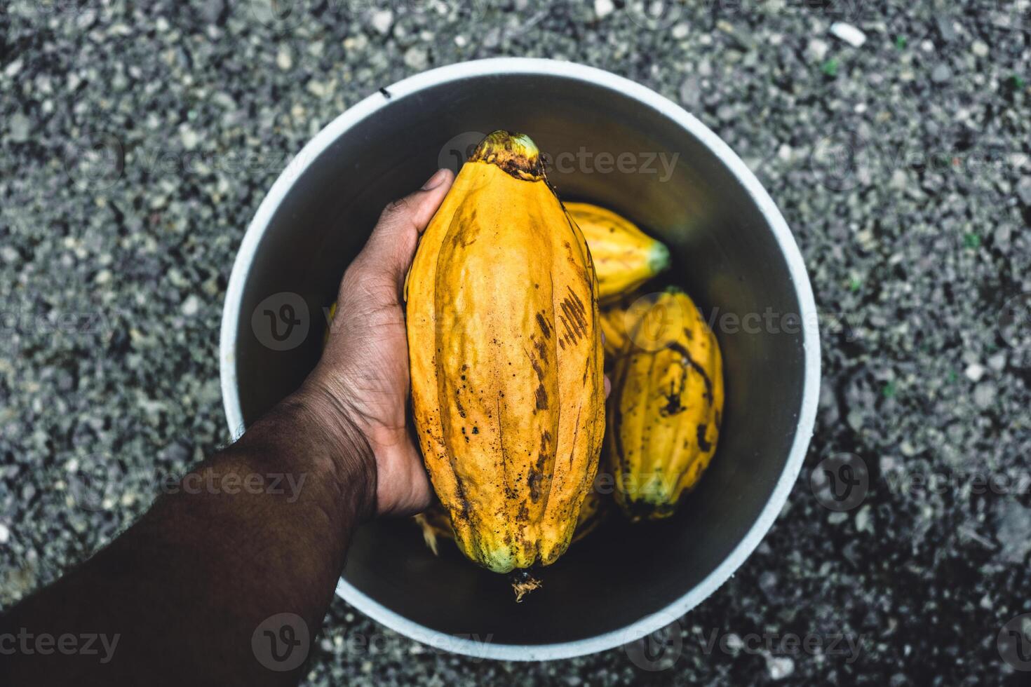 overhead view of a hand holding a fresh ripe cacao fruit. pov of a cacao. photo