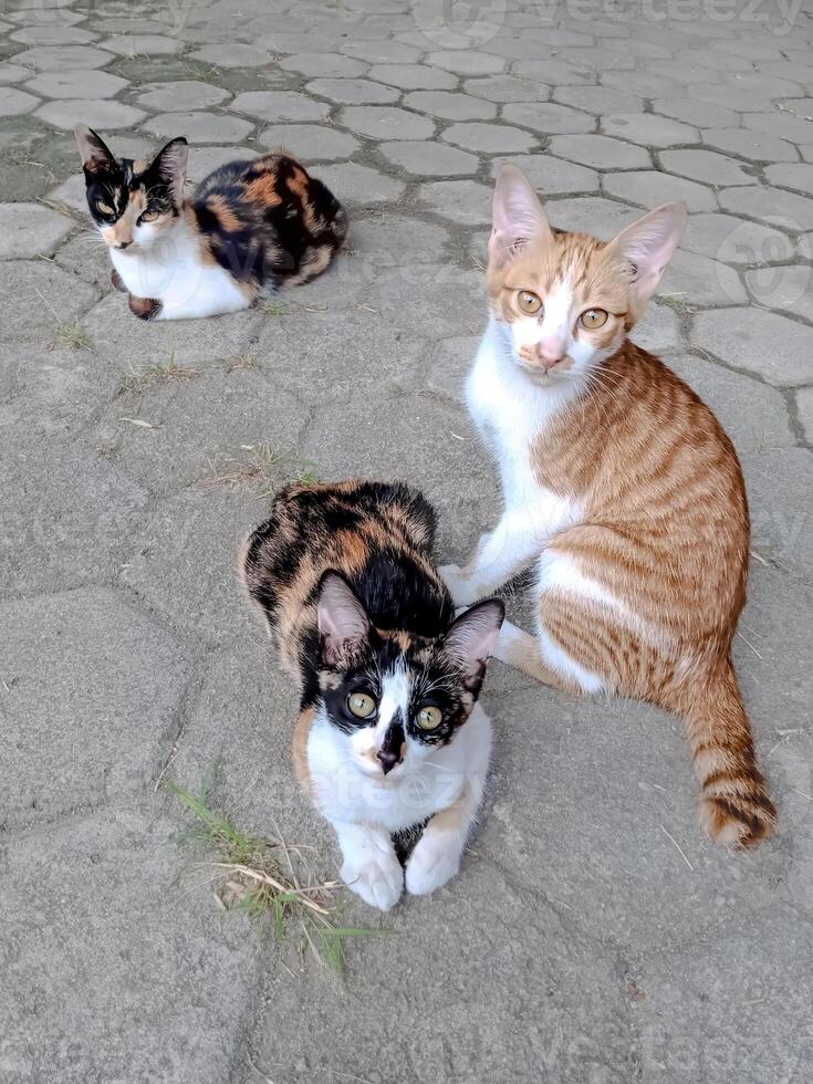 one orange cat and two multi colored cats, Calico and orange tabby sit on a stone tiled surface photo