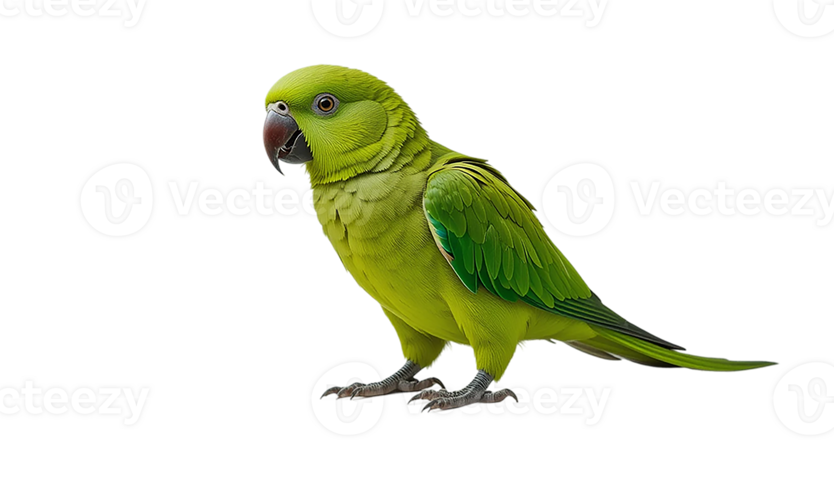 A detailed close-up shot of a vibrant green parrot on white png