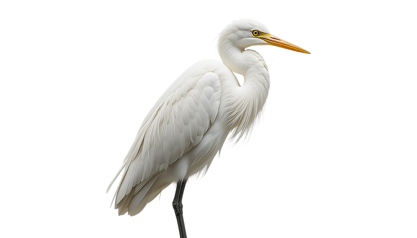 A stunning, full shot of a white heron png