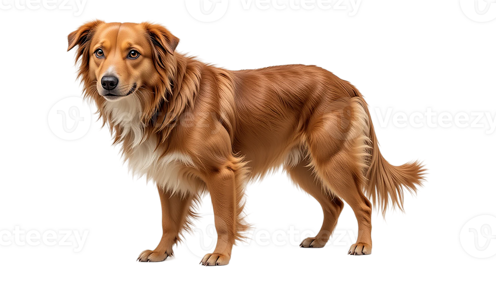 A majestic, digitally enhanced portrait of a golden-red dog. png
