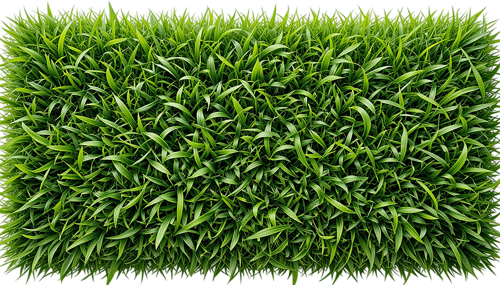 Lush Green Grass Texture for Design Elements on transparent background png