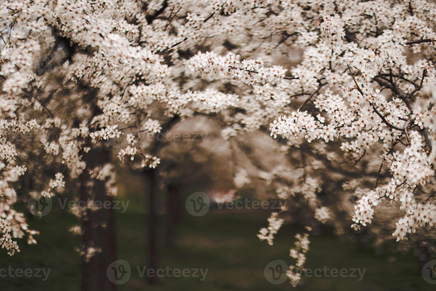 Blooming plum trees in petrin hill close up, prague, during springtime photo