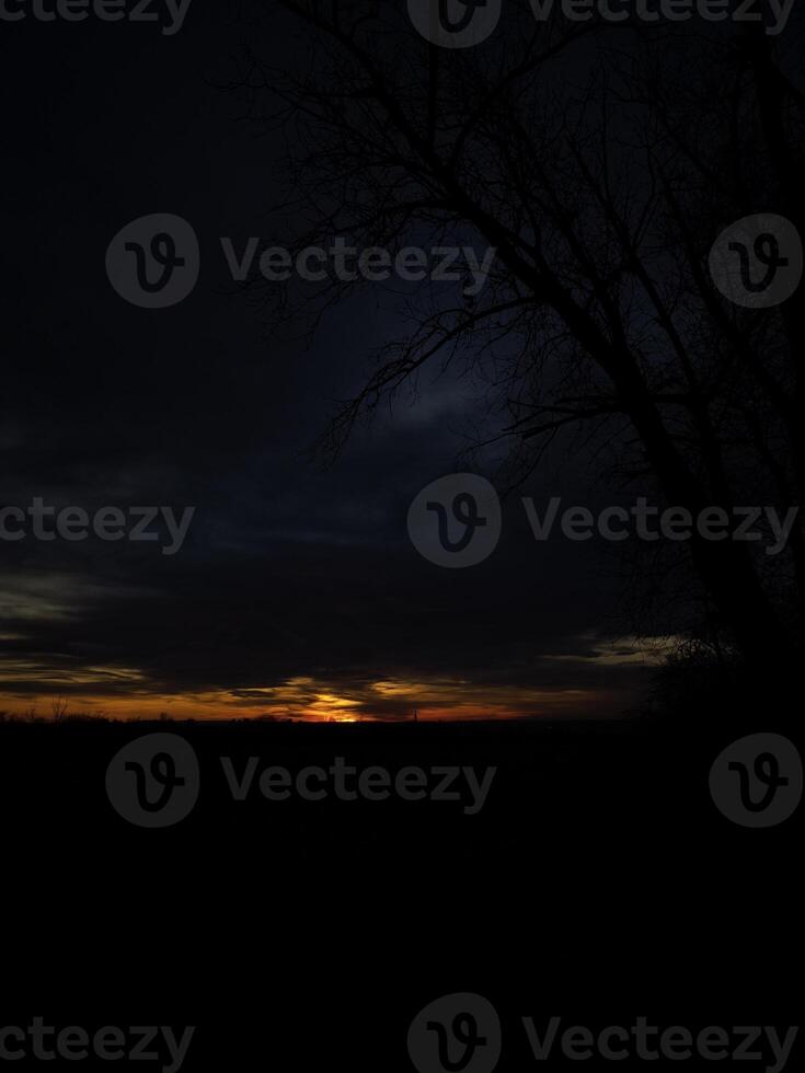 Vibrant orange sunset casting dramatic silhouette of tree against prague skyline, illuminating tranquil evening landscape with warm glow photo