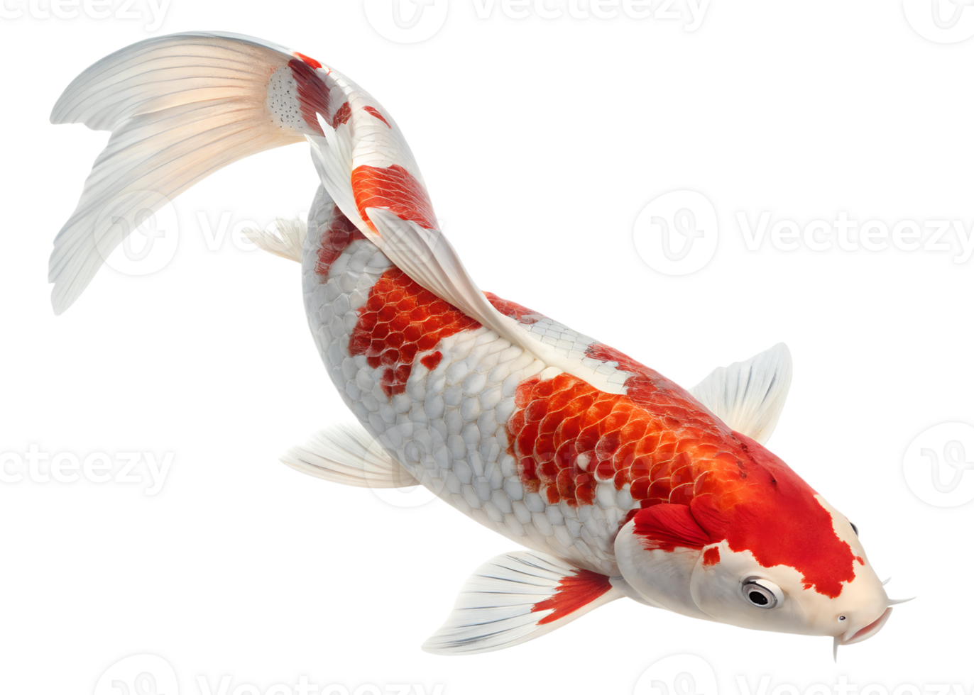 A koi fish leaping, its vibrant scales gleaming, tail curled elegantly, isolated on a transparent background png