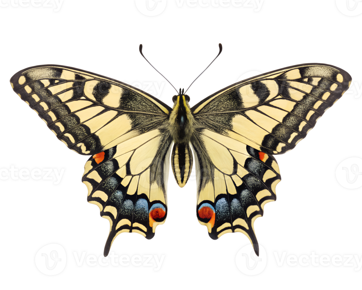 Front view, Swallowtail Butterfly is spreading its wings and flying isolated on a transparent background png