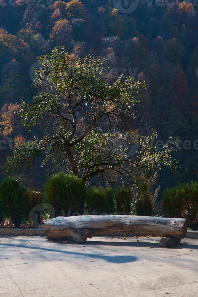a green tree, a bench from a dry trunk on the background of an autumn forest in the mountains, peace and balance photo